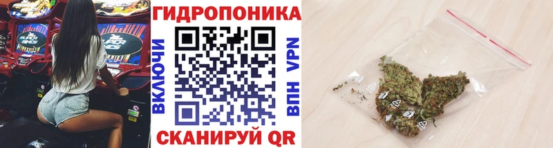 Конопля конопля Людиново